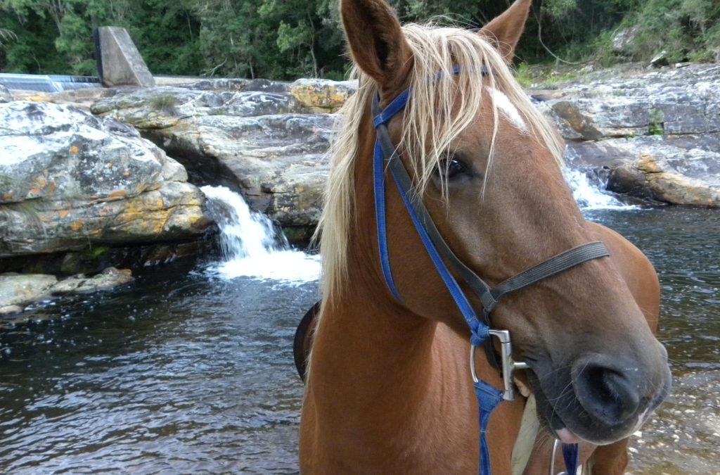Garden Route Horse Trails
