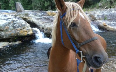 Garden Route Horse Trails